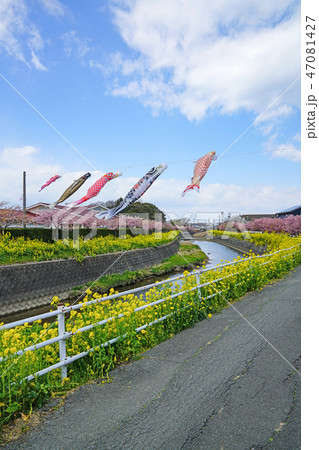 鯉のぼりと菜の花と桜 47081427
