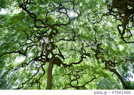 シダレエンジュ 47081466