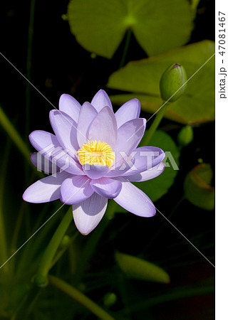 ハスの花 47081467