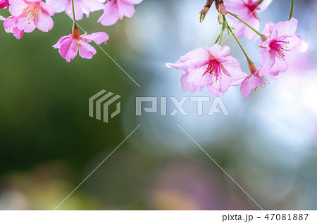 桜 さくら サクラ 47081887