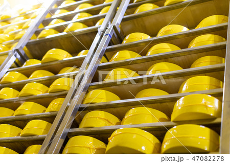 Big heads of yellow fresh cheese in cheese factory background Big heads of yellow fresh cheese in cheese factory background 47082278
