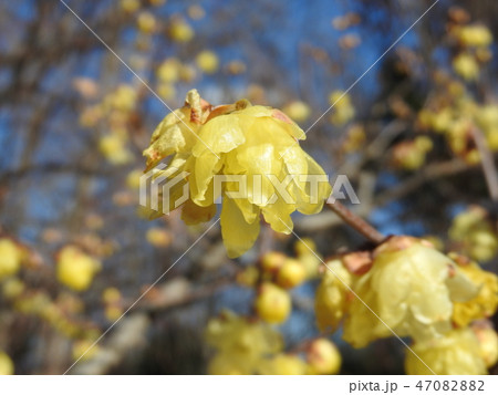 ソシンロウバイの花 ソシンロウバイの花 47082882