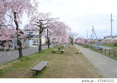喜多方市の桜並木 喜多方市の桜並木 47083522