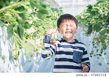 笑顔でいちごを持つ男の子 笑顔でいちごを持つ男の子 47083718