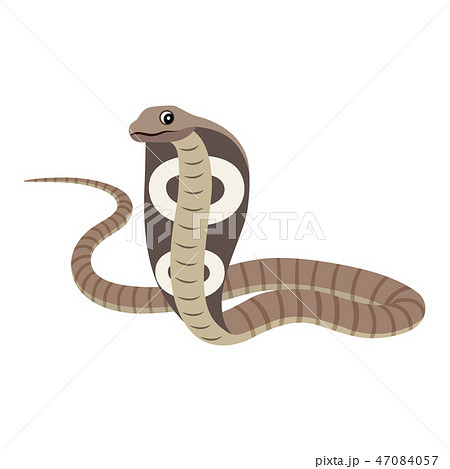 Dangerous Wild Animal Reptile Poisonous Cobra のイラスト素材 47084057 Pixta