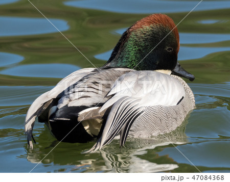ヨシガモ（雄） 47084368