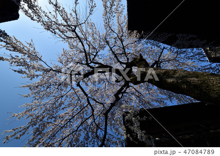 三年坂の枝垂れ桜 三年坂の枝垂れ桜 47084789
