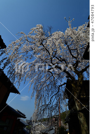 三年坂の枝垂れ桜 47084793