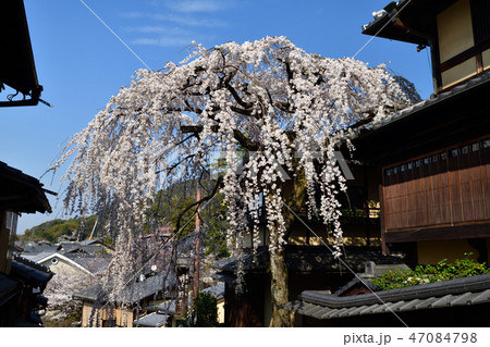 三年坂の枝垂れ桜 三年坂の枝垂れ桜 47084798