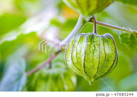 Cape Gooseberry on the tree in organic farms. 47085244