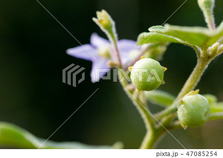 Solanum indicum on the tree in organic farm. 47085254