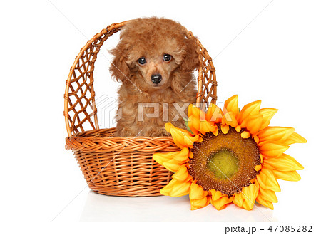Red Toy Poodle puppy in wickker basket Red Toy Poodle puppy in wickker basket 47085282
