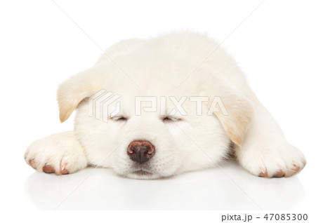 Japanese Akita inu puppy sleep 47085300