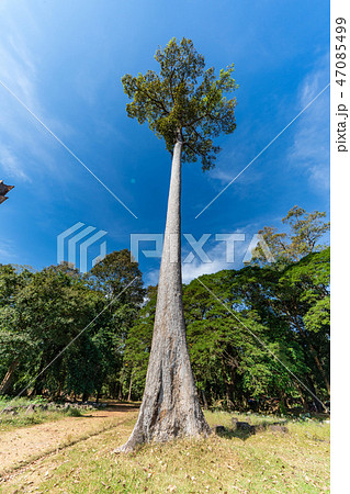 カンボジア・アンコール遺跡の巨木 47085499