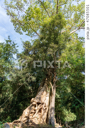 カンボジア・アンコール遺跡の巨木 カンボジア・アンコール遺跡の巨木 47085501