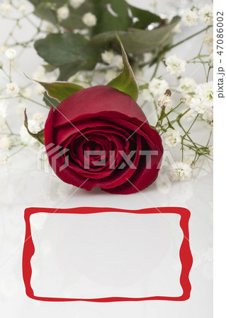 a red rose and frame on white a red rose and frame on white 47086002
