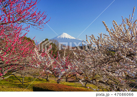 【静岡県】　富士山　梅　岩本山公園 47086066