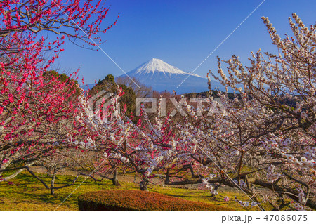 静岡県 富士山 梅 岩本山公園の写真素材