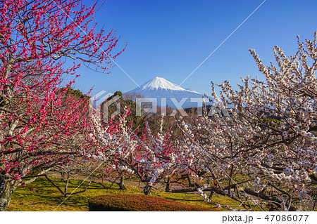 【静岡県】　富士山　梅　岩本山公園 47086077
