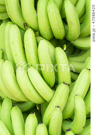 Green bunches of Cavendish banana Green bunches of Cavendish banana 47086420