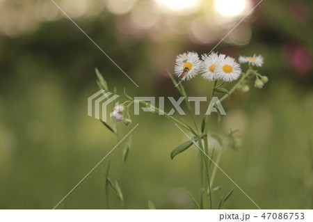 蜂の休憩 蜂の休憩 47086753