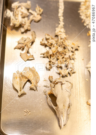 愛犬の遺骨 愛犬の遺骨 47086967