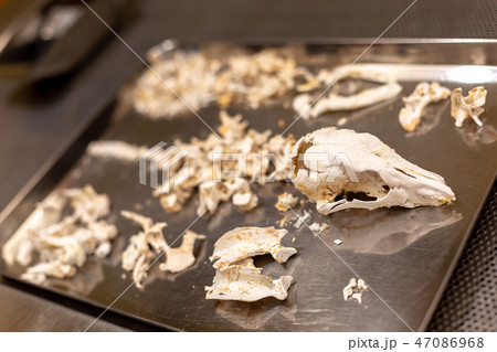 愛犬の遺骨 愛犬の遺骨 47086968