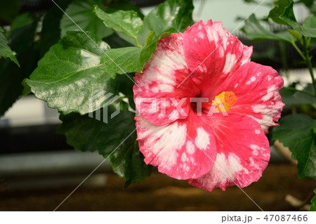温室ハイビスカス オーキッドホワイト ピンクの花の写真素材