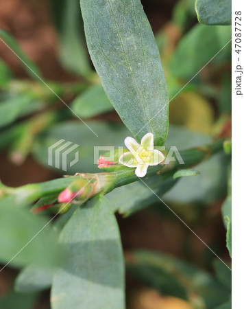 ミチヤナギの花 ミチヤナギの花 47087728