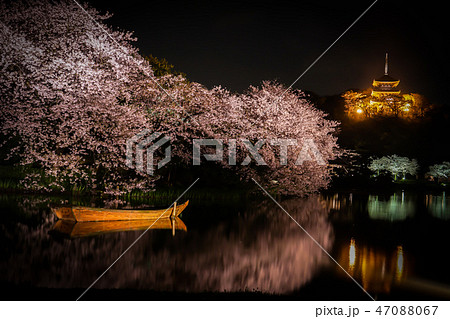 三渓園の夜桜 三渓園の夜桜 47088067