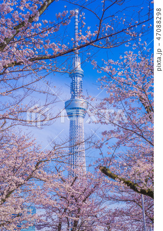 東京スカイツリーと桜 東京スカイツリーと桜 47088298