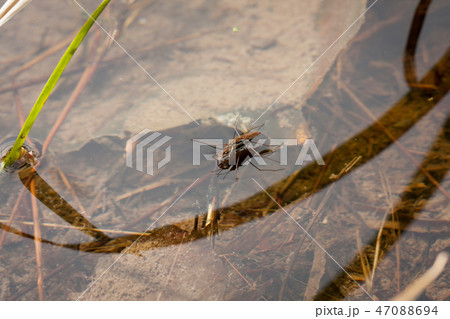 Gerridae mating in water 47088694