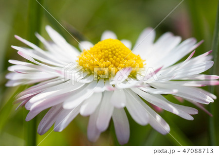Beautiful flower blooming close view Beautiful flower blooming close view 47088713