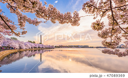 Washington DC, USA in spring season 47089369
