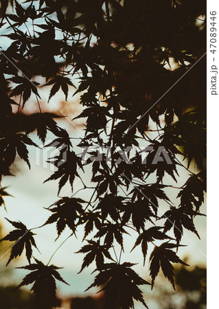 紅葉シルエット 紅葉シルエット 47089446