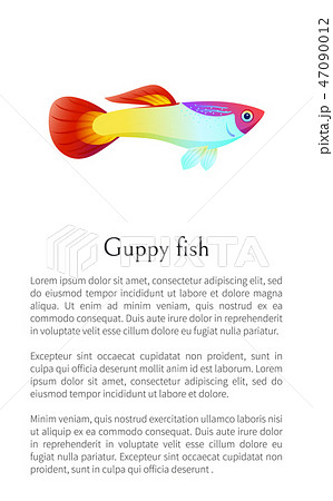 Aquarium Guppy Fish Poster With Text Sample Marineのイラスト素材