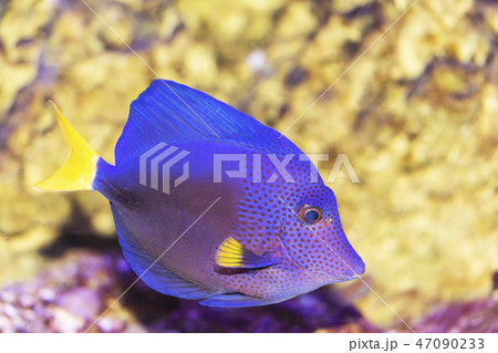 big blue fish in their natural habitat 47090233