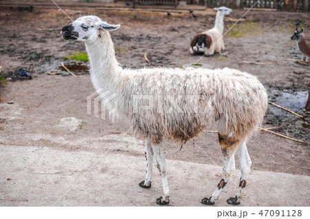 Lamas live in their aviary in an outdoor zoo 47091128