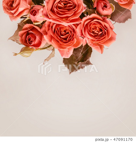Beautiful coral mini roses on a smoky gray backgr Beautiful coral mini roses on a smoky gray backgr 47091170