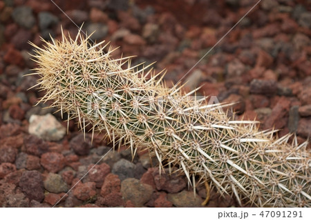 サボテン 入鹿 Stenocereus erucaの写真素材 [47091291] - PIXTA