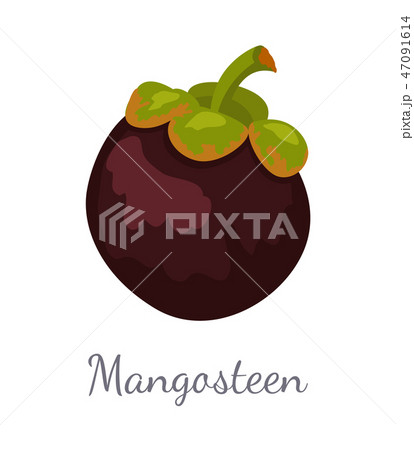 Purple Mangosteen Exotic Juicy Fruit Icon Vector 47091614