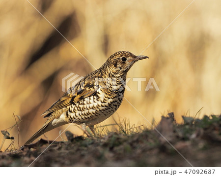トラツグミ 冬のトラツグミ トラツグミ 冬のトラツグミ 47092687