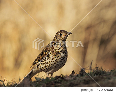 トラツグミ 冬のトラツグミ トラツグミ 冬のトラツグミ 47092688