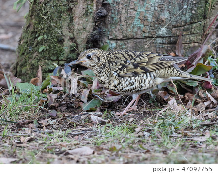トラツグミ エサを探すトラツグミ トラツグミ エサを探すトラツグミ 47092755