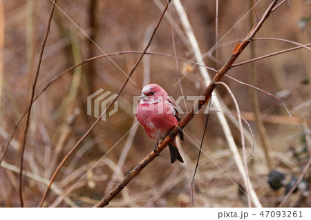 オオマシコ 47093261