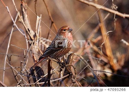 オオマシコ 47093266