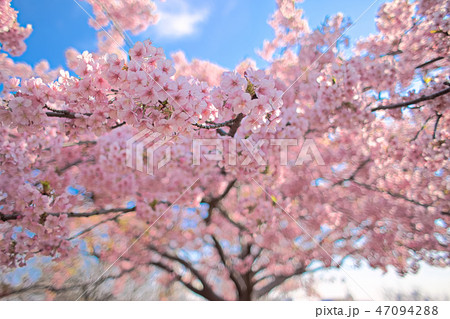 西郷山公園の河津桜 お花見 西郷山公園の河津桜 お花見 47094288