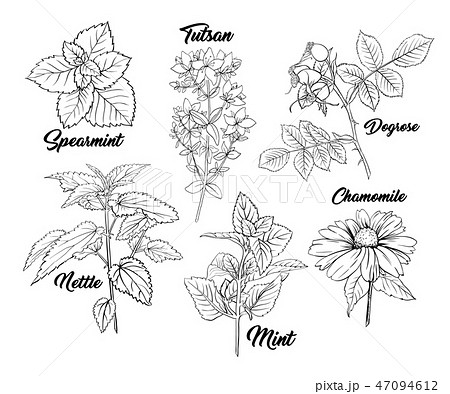 Tea Herbs Monochrome Engraving Set. 47094612