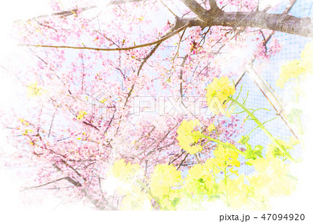 河津桜と菜の花 水彩画風のイラスト素材 [47094920] - PIXTA