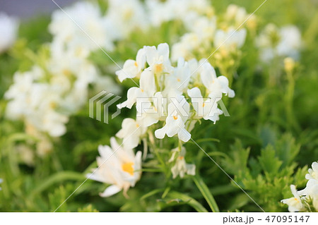 リナリア　ヒメキンギョソウの花 47095147